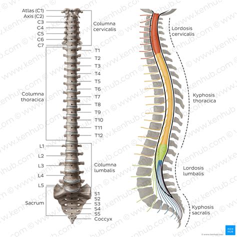 Wirbelsäule (Columna vertebralis): Anatomie und。